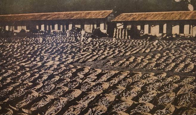 일제강점기 개성의 인삼 건조 풍경 [사진/성연재 기자]