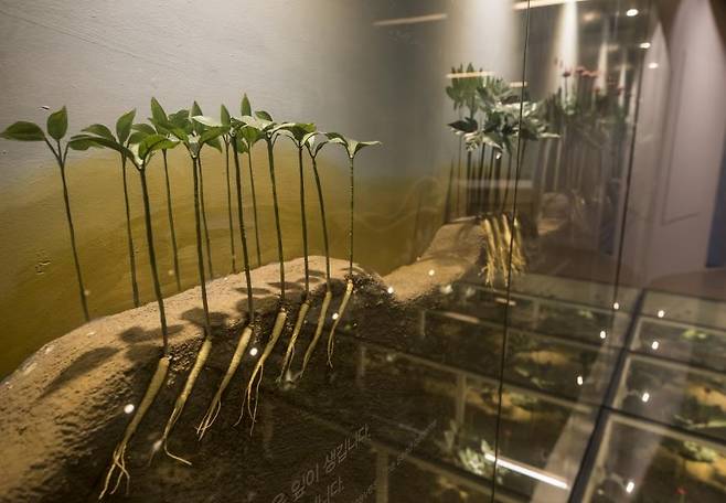 풍기 인삼박물관의 인삼 식재 모형 [사진/성연재 기자]