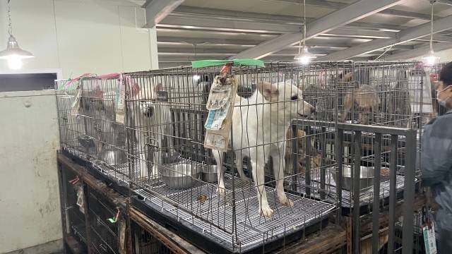 천안시 유기 동물보호소에서 입양을 기다리는 유기견들 [사진=이숙종 기자]