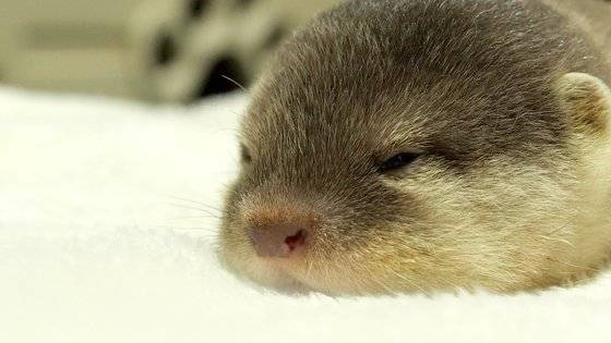 태어난 지 한 달 된 아기 수달 모카. 왕준열PD