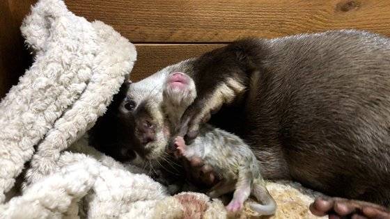 어미 수달이 갓 태어난 새끼 수달을 핥아주는 모습. 이웃집 수달