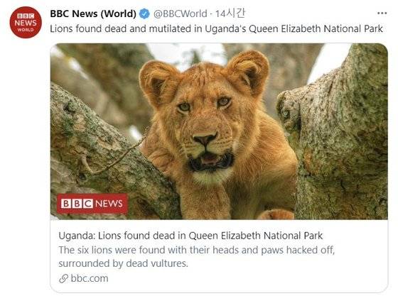 영국 BBC는 20일(현지시간) 아프리카 우간다 퀸 엘리자베스 국립공원에서 사자 6마리의 사체가 발견되었다고 보도했다. [BBC 트위터 캡처]