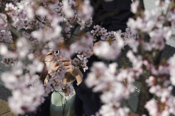17일 일본 도쿄에서 마스크를 쓴 한 시민이 벚꽃 사진을 찍고 있다. [AP=연합뉴스]