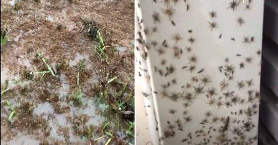 호주 뉴사우스웨일스주에서 폭우가 내린 뒤 잔디밭(왼쪽)과 건물 외벽 등 곳곳에서 거미떼가 발견되고 있다. 곤충학자들은 거미들이 홍수를 피해 마른땅으로 이동하고 있는 모습이라고 설명했다. [유튜브 Matt Lovenfosse(왼쪽), 페이스북 Melanie Williams 캡처]