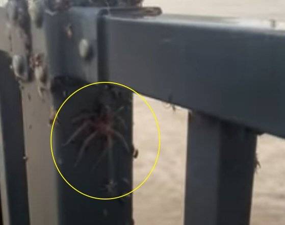 호주 시드니 서부 펜리스 지역에 사는 스티브 발레이가 하천 다리 난간에서 목격한 거미떼. [트위터 캡처]
