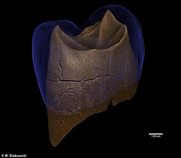 발굴된 치아들 가운데 위쪽 앞어금니 2개는 30세 이상 성인의 것이고 나머지 사랑니 1개는 20대 남성의 것으로, 이들 네안데르탈인은 약 4만6000년 전에 살았던 것으로 추정됐다.