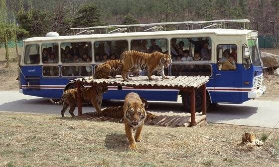 용인자연농원 시절의 사파리 모습. 호랑이는 1980년 들여왔다. [중앙포토]