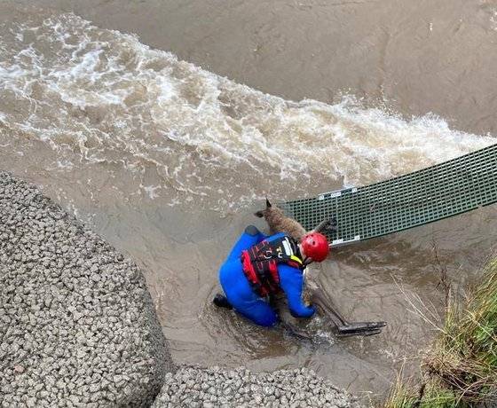 호주에서 구조대원이 홍수로 고립된 캥거루를 구조하고 있다. WIRES