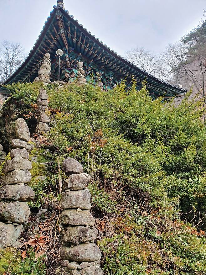 마이산 탑사에 있는 천연기념물 줄사철나무 군락지.