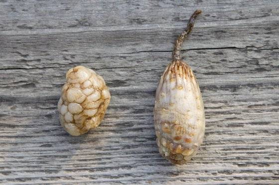 왼쪽이 오만둥이고 오른쪽이 미더덕이다. 해물찜을 먹을 때 씹어 먹었던 건 주로 왼쪽의 오만둥이다. 오만둥이는 껍질을 안 벗기고 먹고, 미더덕은 껍질을 벗기고 먹는다. 중앙포토