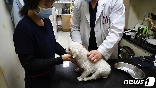 서울 강북구의 한 동물병원에서 수의사가 반려견에게 광견병 예방접종을 하고 있다(강북구 제공).© 뉴스1