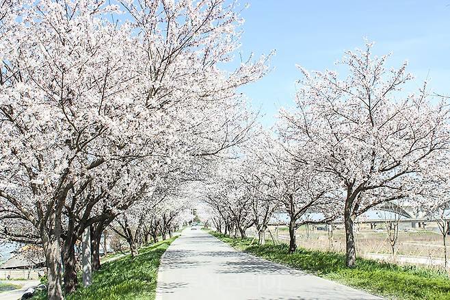 벚꽃길 (만경강).사진=익산시