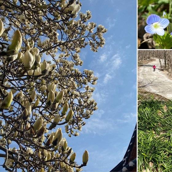 전북 고창 선운사 한쪽 켠에는 목련이 풍성하다. 선운사 말사인 도솔암에는 개불알꽃이 햇볕에서 기지개를 켜고 있고, 도솔암 향하는 길 푸른 꽃무릇 풀은 여름이 지나면 저 여성의 옷처럼 다홍색 꽃으로 변할 것이다. 김홍준 기자