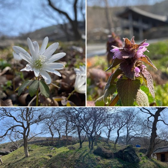 충남 서산 부석사에서는 지금 꿩의바람꽃(왼쪽 위)·자주광대나물(오른쪽 위)·노루귀 등 야생화를 볼 수 있다. 야생화는 절을 받치고 있는 이 푸른 언덕(아래) 곳곳에 피어있다. 김홍준 기자