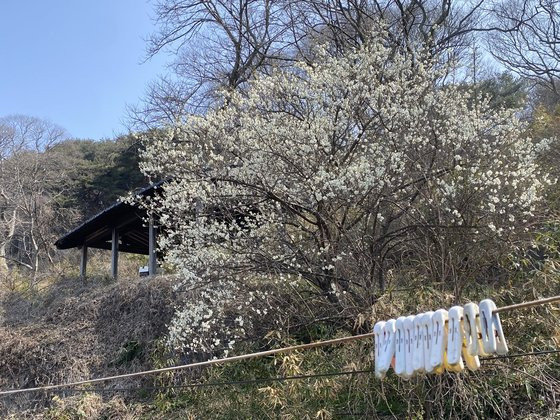 지난 3월 25일 충남 서산 도비산에 있는 부석사에 피어 있는 매화. 이 매화나무는 스님들의 빨래걸이 터와 자리를 함께 한다. 김홍준 기자