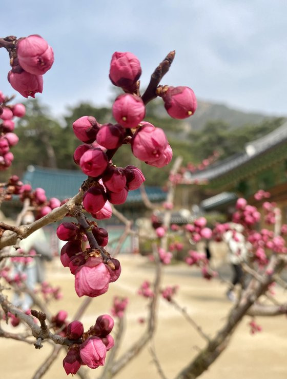 지난 3월 26일 서울 은평구 북한산의 진관사에 핀 홍매화. 김홍준 기자