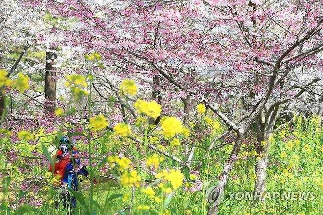 제주 봄꽃의 향연 [연합뉴스 자료사진]