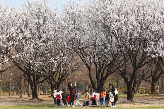 25일 서울숲에 소풍 나온 아이들의 모습. 사진에 보이는 만개한 꽃은 살구꽃이다. 최승표 기자