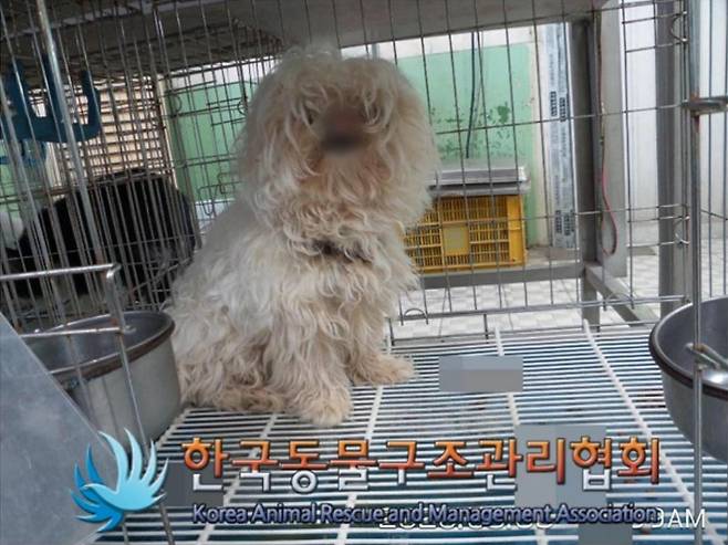 유기견 앱에 올라왔던 순수의 모습