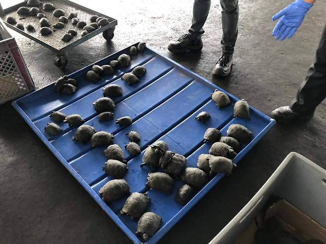 갈라파고스 공항에서 여행가방 검색 중 적발된 아기 거북이들.갈라파고스 공항 페이스북 캡처