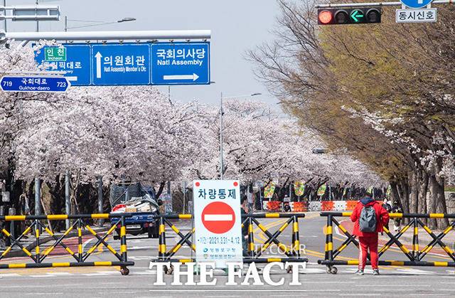 벚꽃이 예년보다 일찍 만개한 31일 오후 서울 영등포구 여의도 윤중로 벚꽃길이 통제되고 있다. /이동률 기자
