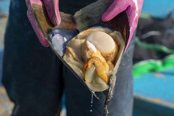 키조개는 농기구 '키'를 닮아 붙은 이름이다. 껍데기를 열면 두툼한 관자가 모습을 드러낸다.