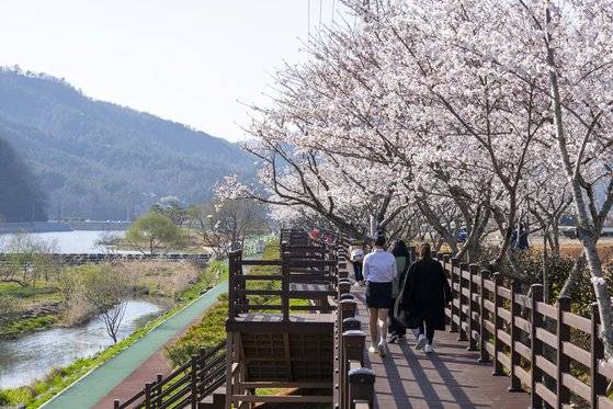탐진강변의 데크로드에 벚꽃이 만개했다.