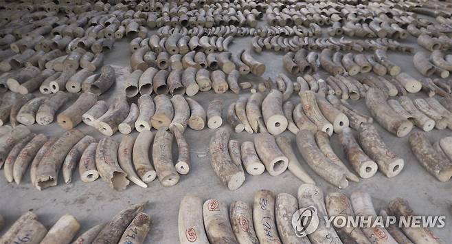 싱가포르 당국에 압수된 불법거래 꼬끼리 상아 [EPA/ SINGAPORE NATIONAL PARKS BOARD 제공 = 연합뉴스 재판매 및 DB 금지]