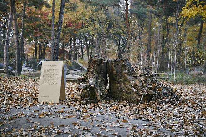 그루터기 하나가 살아남아 서울숲공원으로 옮겨졌다. 그루터기의 쪼개진 틈새에 식물을 심어 다시 생명이 깃들게 할 예정이다. 이성민 작가 제공