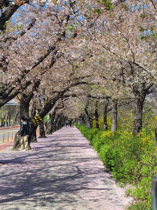 5일 오전 서울 영등포구 여의도 윤중로 벚꽃길에서 시민들이 산책하고 있다. /사진=정한결.