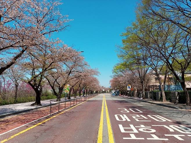 5일 서울 영등포구 여의도 윤중로 벚꽃길이 일부 통제돼 한산한 모습을 보이고 있다. 구현모 기자