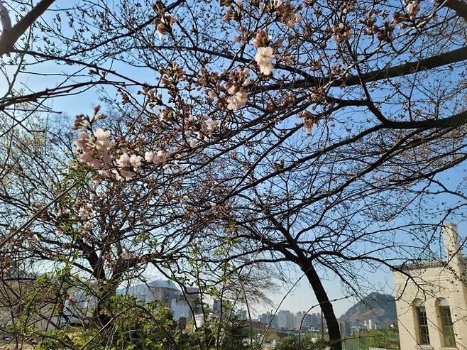 서울 종로루 서울기상관측소에서 벚꽃이 24일 개화했다. 관측 100년 사상 가장 빠르게 개화한 것으로 올 2~3월 평균 기온과 일조시간이 평년보다 크게 높은 탓으로 분석된다. 기상청 제공