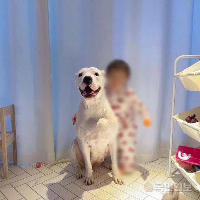 A씨의 첫째 자녀와 반려견. 그는 "모든 도고아르젠티노가 공격적인 게 절대 아니다. 주인의 교육에 따라 다르다"고 강조했다. A씨 제공