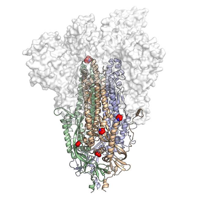 미국 텍사스대 연구진이 개발한 헥사프로 스파이크 단백질. 코로나 바이러스의 스파이크에서 6개의 아미노산(붉은색과 파란색 점)을 바꿔 안정적인 구조로 만들었다./미 텍사스대