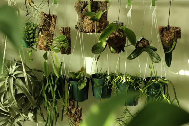 '침실정원'의 벽에는 다양한 식물들이 주렁주렁 매달려 있다. 박상혁씨 제공