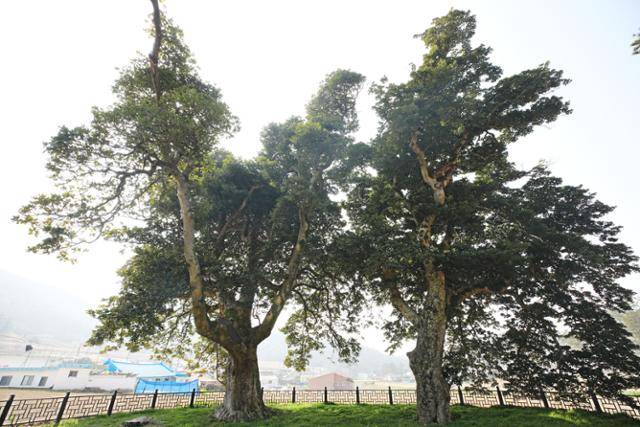 관매마을 외곽에 후박나무 2그루가 수호신처럼 가지를 펼치고 있다. ⓒ박준규