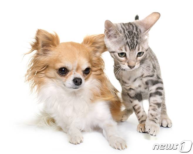 강아지와 고양이. 사진 이미지투데이 © 뉴스1