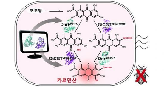 포도당으로부터 카르민산 생합성 경로 개요도. 그림제공=KAIST