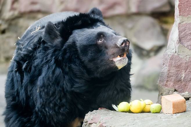 겨울잠에서 깨어난 뒤 먹이를 먹고있는 아시아흑곰. 모스크바 동물원. 4월 6일./TASS 연합뉴스