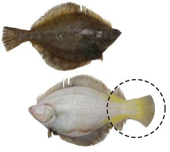 꼬리지느러미가 노란 참가자미. /사진=국립수산과학원