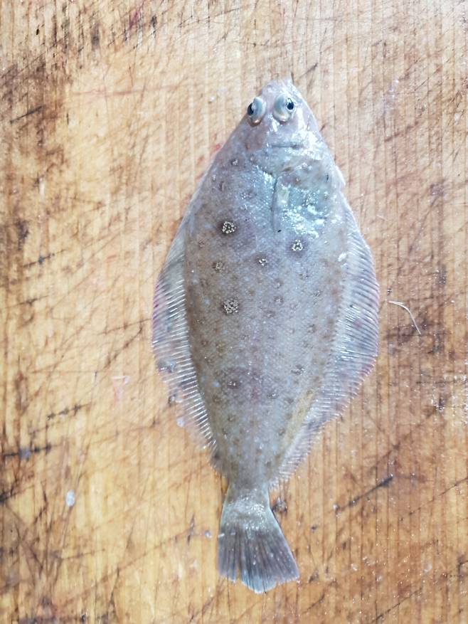 등쪽(유안부)에 둥근 반점이 퍼져있는 물가자미. /사진=국립수산과학원