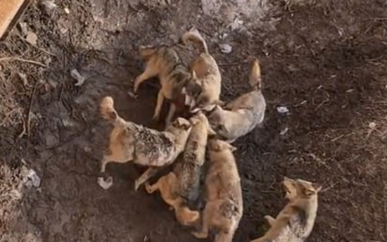 중국의 한 동물원에서 관람객이 실수로 반려견을 늑대 우리에 떨어뜨렸다. 사진=유튜브 영상 캡처.