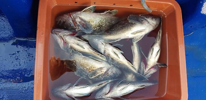 낚시로 잡힌 조피볼락. 부레가 부풀어올라 배를 뒤집고 있다. /사진=최우영 기자