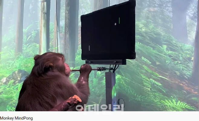 일론 머스크 최고경영자(CEO)는 자신이 설립한 뉴렬링크가 뇌에 컴퓨터 칩을 심은 원숭이를 대상으로 진행한 실험 영상을 9일(현지시간) 공개했다. (이미지출처=AFP)