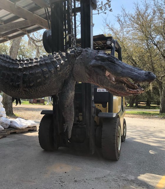 지난 8일(현지시간) 미국 사우스캐롤라이나주에서 잡힌 몸길이 3.65m, 무게 201kg의 거대 악어. [코드레이스 페이스북 갈무리]