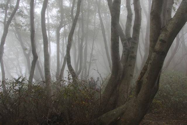 ▲성인봉 숲속에 들어서면 태고의 자연에 빠지게 된다.Ⓒ김종두