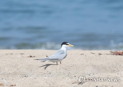 지난해 포항 바닷가 찾은 쇠제비갈매기 [연합뉴스 자료사진]