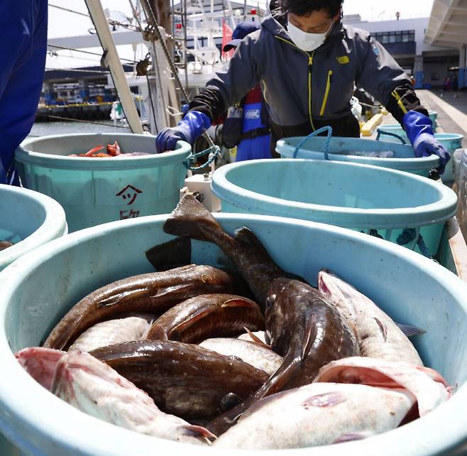 일본 정부는 13일 오전 도쿄 총리관저에서 관계장관회의를 열고  후쿠시마(福島) 제1원전 사고로 발생한 다량의 방사성 물질 오염수를 바다에 배출하기로 결정했다. 사진은 지난 12일 원전 부근 후쿠시마현 소마시 마쓰카와우라항의 물고기.(사진=연합뉴스)