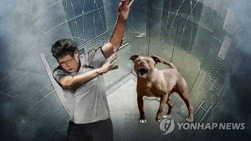 층견소음은 전자기기로 인한 소음이나 직접 소음보다 훨씬 큰 수준의 dB(데시벨)을 기록한 것으로 나타났다. / 사진=연합뉴스