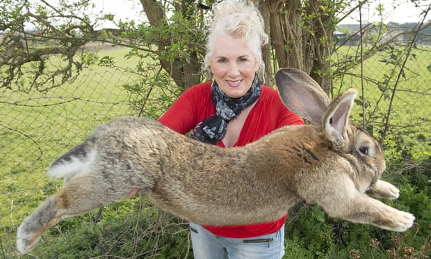 세계에서 가장 긴 토끼 다리우스와 그를 길러온 애넷 에드워즈. 가디언 제공
